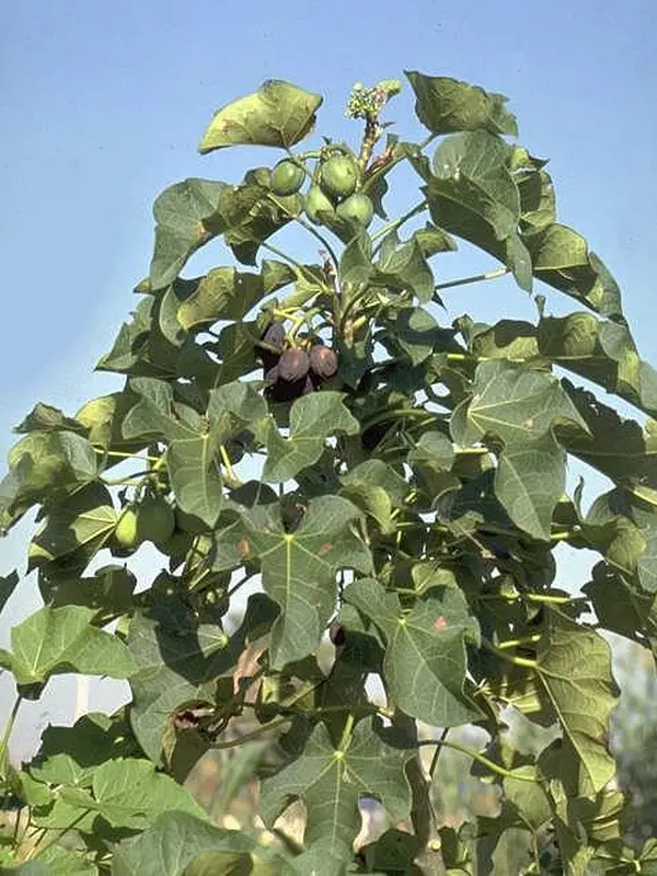 Daun Jarak / Sumber: Wikimedia