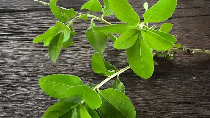 Daun Beluntas, salah satu bahan jamu Madura untuk memperlancar persalinan. (Dok: Instagram @pritaspog)