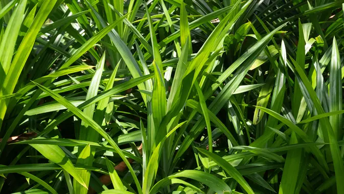 Daun Pandan (Credit: Muhammad Gunawansyah in Vecteezy)