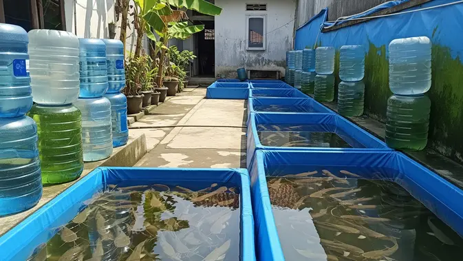 Usaha Ternak Ikan di Rumah Sempit Ikan Patin/ Ilustrasi AI Generated