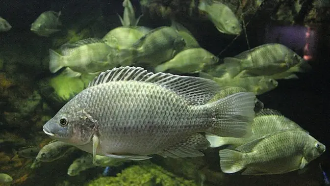 Ilustrasi Ikan Mujair. (Foto: Greg Hume/Wikimedia Commons)