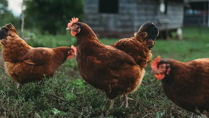 Perkiraan Modal untuk Ternak Ayam Kampung Skala Kecil. (Gambar: Steven Van Elk/Unsplash)