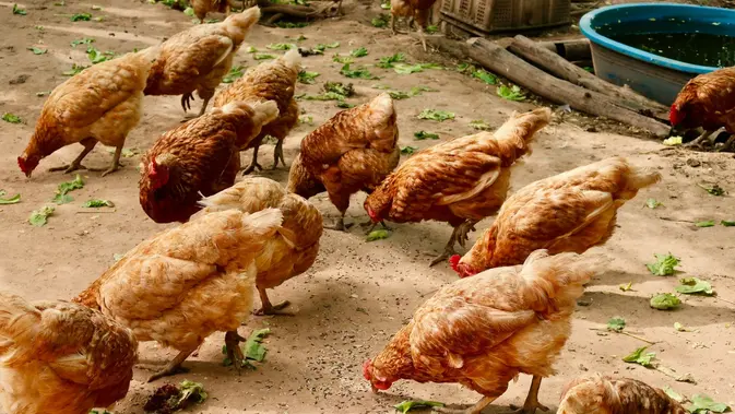 Tips Merawat Ayam Kampung. (Gambar: chatnarin pramnapan/Unsplash)
