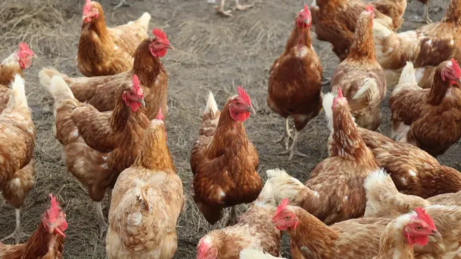 Cara Ternak Ayam Kampung Skala Kecil yang Cepat Balik Modal. (Gambar: Polly Sadler/Unsplash)