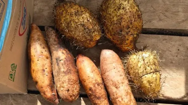 Penampakan bebearapa varian ube lokal (Dioscorea)