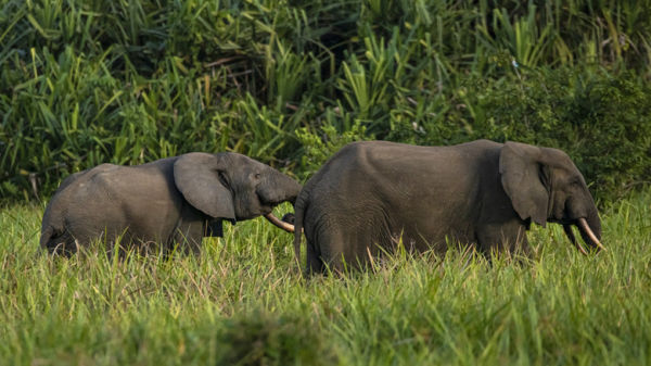 Two African Forest Elephants standing in long grass