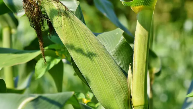 Tanaman Jagung (Photo by Ralphs_Fotos on Pixabay)