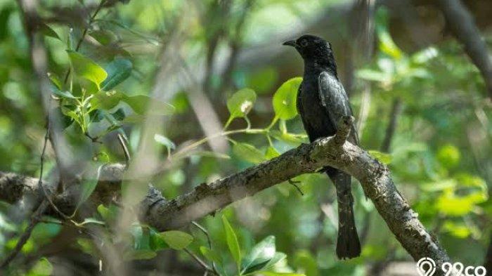 Arti kicauan burung kedasih menurut Primbon Jawa