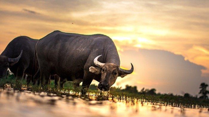 15 MAKNA MIMPI Kerbau Menurut Primbon Jawa, Tanda Dewi Fortuna Akan Berpihak pada Anda