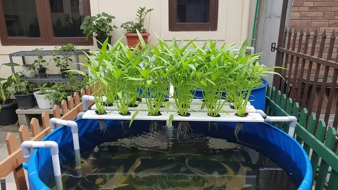 Aquaponik Berisi Kangkung dan Ikan Lele (AI Generated)