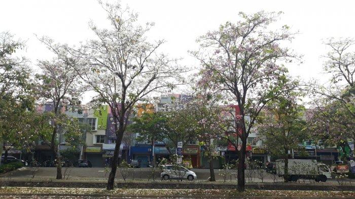 Tanaman Tabebuya tumbuh di sepanjang ruas Jalan 