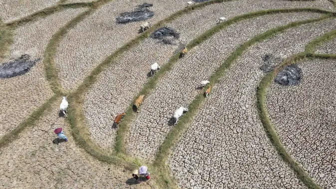 Warga menggembala hewan ternaknya pada sawah yang retak akibat kekeringan di kawasan Weninggalih, Jonggol, Jawa Barat, Selasa, 25 Agustus 2026. (KLY/ Arie Basuki)