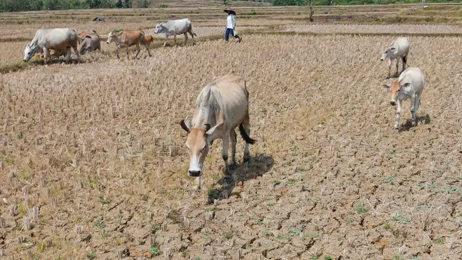 Warga menggembala hewan ternaknya pada sawah yang retak akibat kekeringan di kawasan Weninggalih, Jonggol, Jawa Barat, Selasa, 25 Agustus 2026. (KLY/ Arie Basuki)