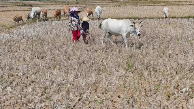 Warga menggembala hewan ternaknya pada sawah yang retak akibat kekeringan di kawasan Weninggalih, Jonggol, Jawa Barat, Selasa, 25 Agustus 2026. (KLY/ Arie Basuki)