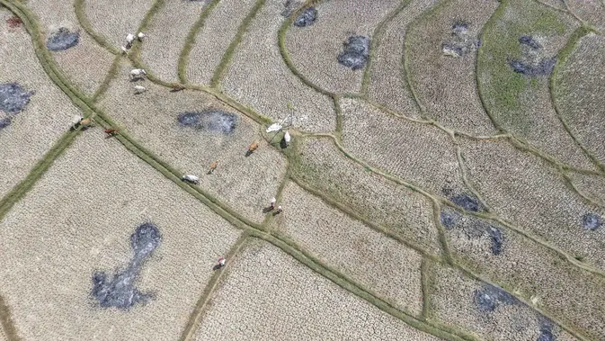 Warga menggembala hewan ternaknya pada sawah yang retak akibat kekeringan di kawasan Weninggalih, Jonggol, Jawa Barat, Selasa, 25 Agustus 2026. (KLY/ Arie Basuki)