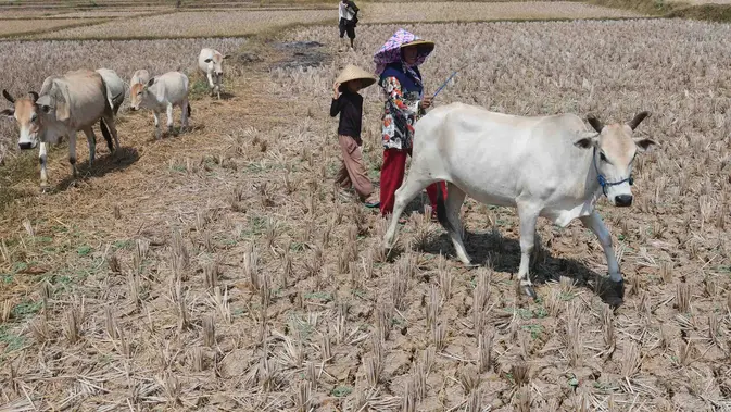 Warga menggembala hewan ternaknya pada sawah yang retak akibat kekeringan di kawasan Weninggalih, Jonggol, Jawa Barat, Selasa, 25 Agustus 2026. (KLY/ Arie Basuki)