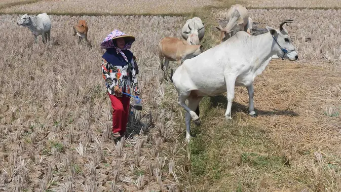 Warga menggembala hewan ternaknya pada sawah yang retak akibat kekeringan di kawasan Weninggalih, Jonggol, Jawa Barat, Selasa, 25 Agustus 2026. (KLY/ Arie Basuki)