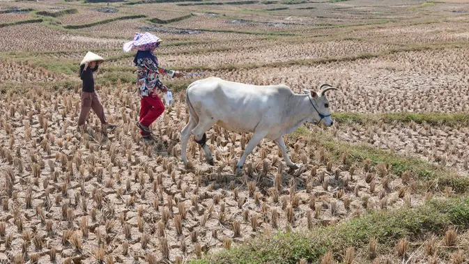 Warga menggembala hewan ternaknya pada sawah yang retak akibat kekeringan di kawasan Weninggalih, Jonggol, Jawa Barat, Selasa, 25 Agustus 2026. (KLY/ Arie Basuki)