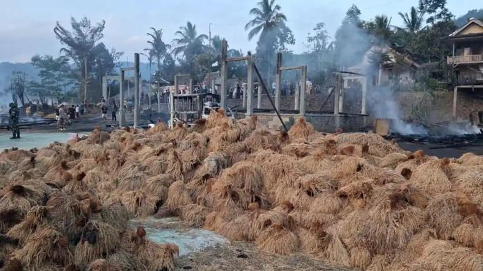 SELAMAT - Padi yang selamat dari kebakaran hebat di Kasepuhan Cipta Mulya, Desa Sirnaresmi, Kecamatan Cisolok, Kabupaten Sukabumi, Sabtu 25 Juli 2026. Kebakaran di Kasepuhan Cipta Mulya Sukabumi hanguskan ratusan ribu pocong padi berusia puluhan tahun di 49 Leuit. Padi ini dipercaya jadi obat diabetes.