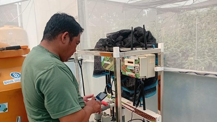 Lukas Thomas petani cabai sedang mengoperasionalkan alat pendingin tanaman cabai