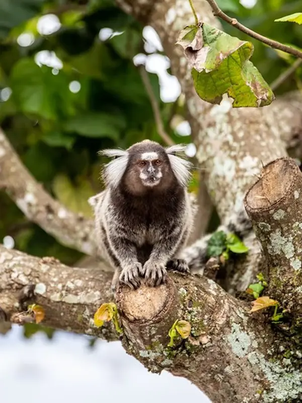 Marmoset. Unsplash/Jerome Maas