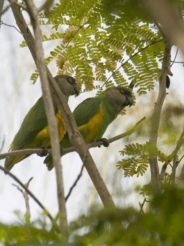 Burung Bayan by Wikimedia