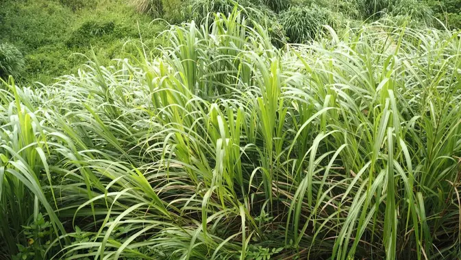 Serai Wangi (Citronella). (Gambar: mingche lee/Pexels)