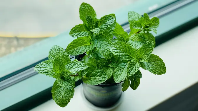 Ilustrasi daun mint. (Photo by Eleonor Chen on Unsplash)
