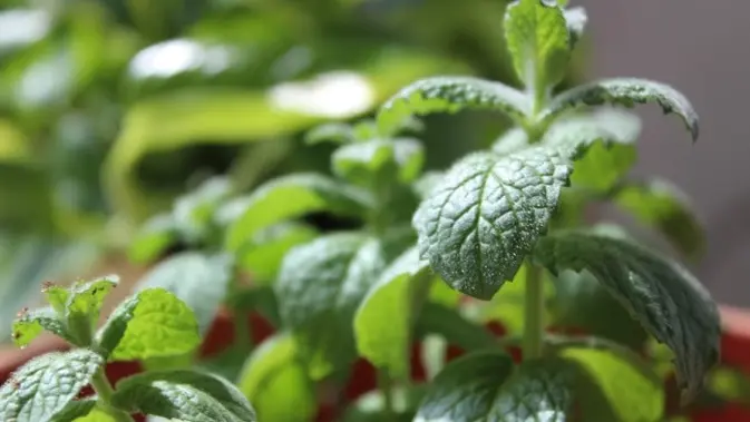 Tanaman Mint (Photo by Rens D on Unsplash)