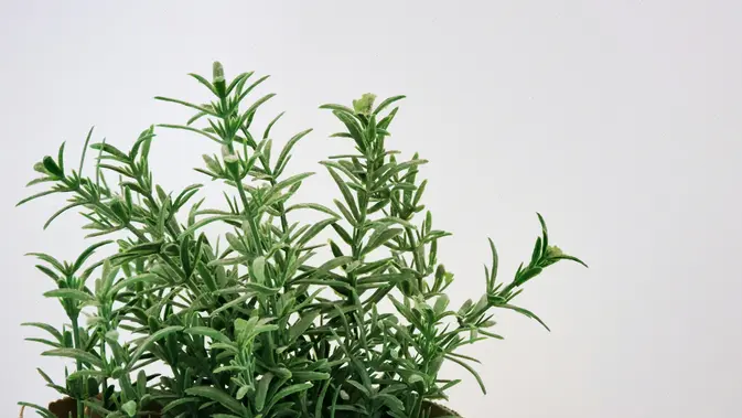 Ilustrasi Rosemary. (Foto: Zé Maria/Unsplash)