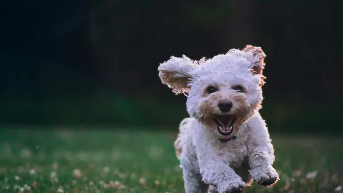 Ilustrasi Anjing. (Unsplash - Joe Caione)