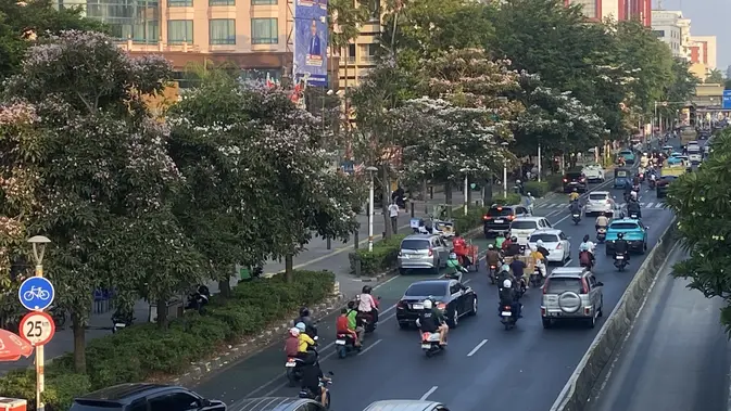 Bunga tabebuya bermekaran di sepanjang Jalan Salemba hingga Jalan Kramat, Jakarta Pusat. (Liputan6/Devira Prastiwi)