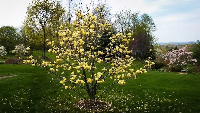 Magnolia Butterflies. (AI Generated)
