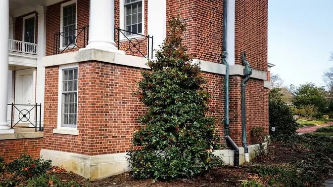 American Holly. (AI Generated)