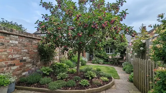 Serviceberry (Amelanchier)/AI Generated