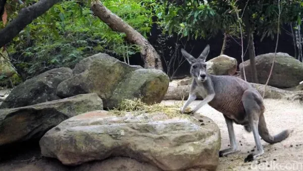 Kebun binatang di Sydney