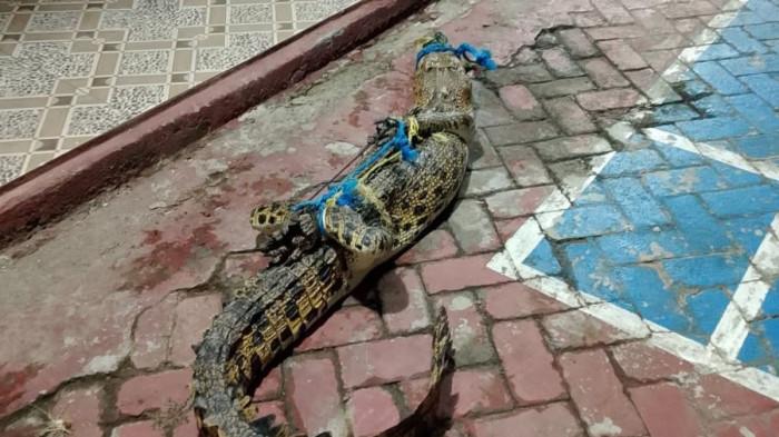 Seekor buaya berukuran sedang berhasil ditangkap warga di Kabupaten Kepulauan