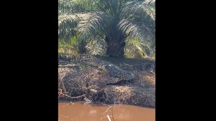 BUAYA - Seekor buaya berteduh di bawah batang sawit di kawasan perkebunan di Desa Jati Mulyo, Kecamatan Dendang, Tanjung Jabung Timur, Jmabi pada Sabtu (22/8/2026) sekitar pukul 13.20 WIB.