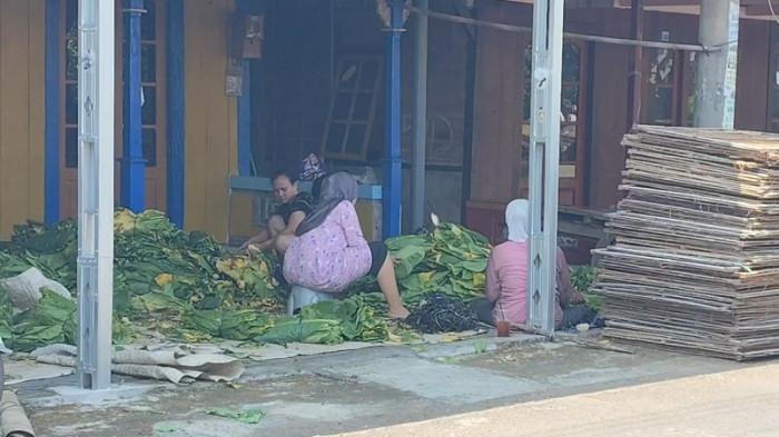 PROSES SORTIR - Pekerja menyortir daun tembakau yang baru dipanen di Desa Pagerdawung, Kecamatan Ringinarum, Kabupaten Kendal, Jawa Tengah, Jumat (28/8/2026). Petani tembakau Kendal berharap, harga tembakau meningkat dari harga saat ini Rp70 ribu per kilogram.