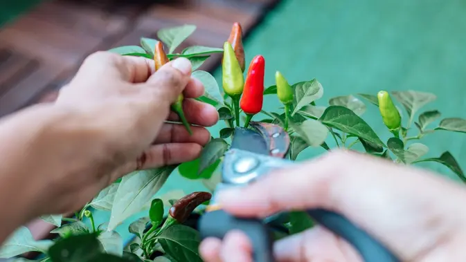 Panen Secara Rutin agar Tanaman Tetap Produktif. (Gambar: Prathyusha Mettupalle/Pexels)