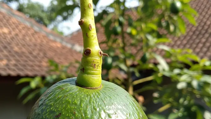 Arti Warna Tangkai pada Alpukat. (AI Generated)