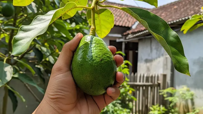 Arti Warna Tangkai pada Alpukat. (AI Generated)