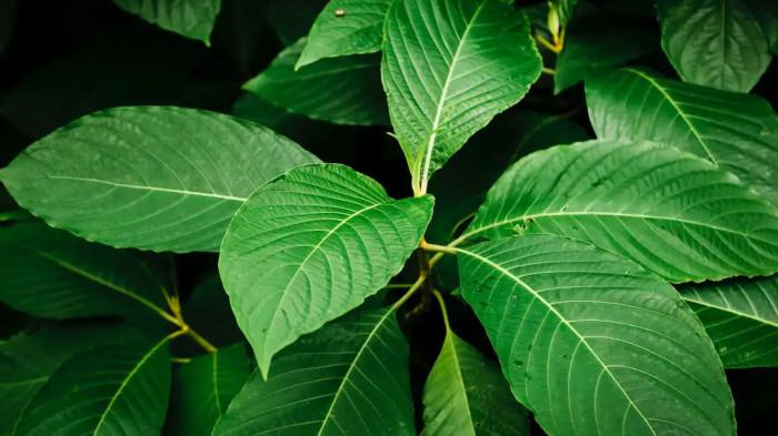 30082026 Daun Kratom 01