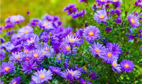 Picture of aster flowers