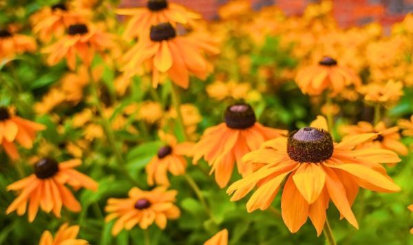 Picture of Black-eyed Susans in a garden