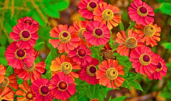 Picture of heleniums in a garden