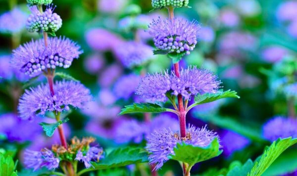 Picture of bluebeards in a garden