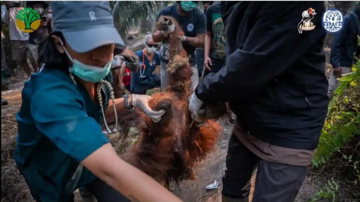 ORANG UTAN PINGSAN - Tim gabungan Balai Konservasi Sumber Daya Alam (BKSDA) Kalimantan Barat Seksi Konservasi Wilayah I Ketapang dan Yayasan Inisiasi Alam Rehabilitasi Indonesia (YIARI) berhasil menyelamatkan satu orangutan jantan dewasa di Desa Laman Satong, Kecamatan Matan Hilir Utara, Kabupaten Ketapang, Kalimantan Barat, Minggu (30/8/2026)