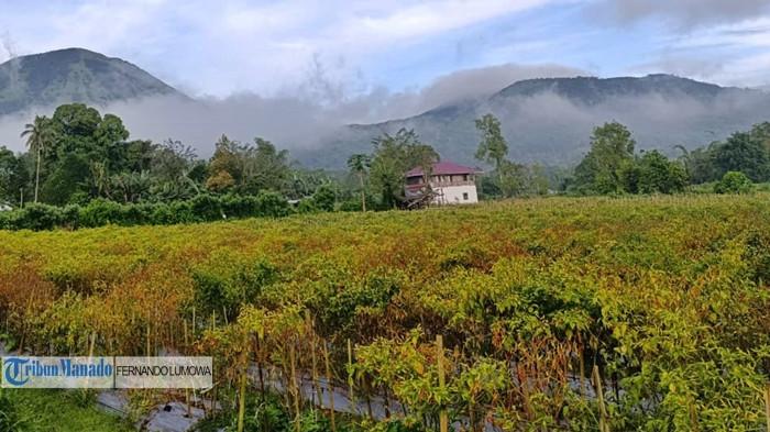 Perkebunan cabai rawit di Jalan Lingkar Barat Kota Tomohon Sulut