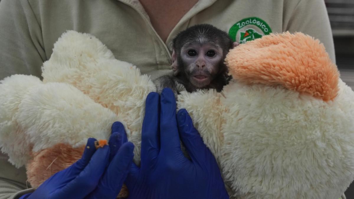 Ditolak Induknya, Bayi Monyet Yuji Ditemani Boneka Anjing